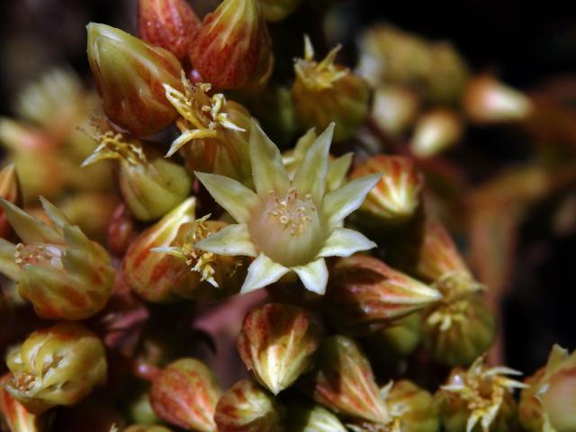 Eonium (Aeonium haworthii (Webb & Berthel.) Webb & Berthel.