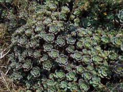 Eonium (Aeonium haworthii (Webb & Berthel.) Webb & Berthel.