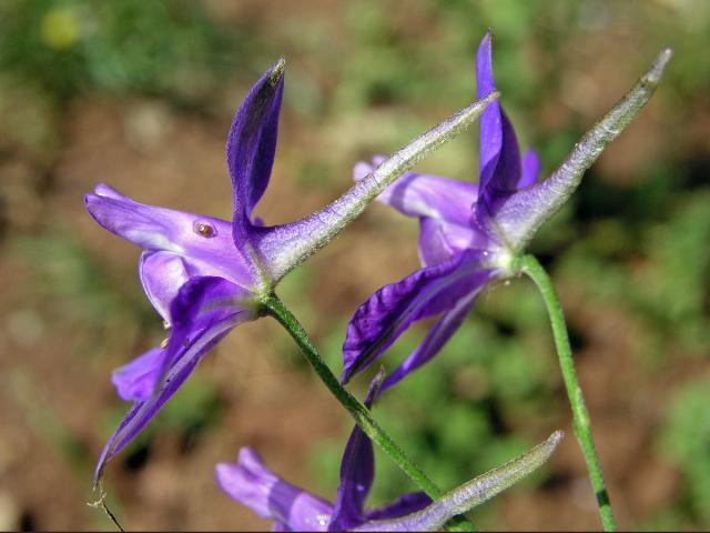 Ostrožka stračka (Consolida regalis S. F. Gray)