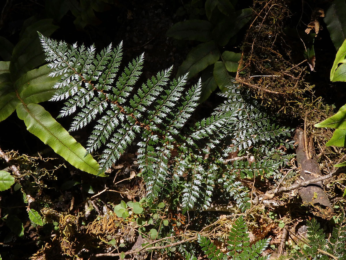 Kapradina (Polystichum vestitum (G. Forst.) C. Presl