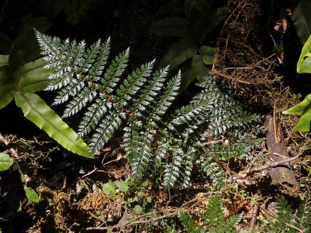 Kapradina (Polystichum vestitum (G. Forst.) C. Presl