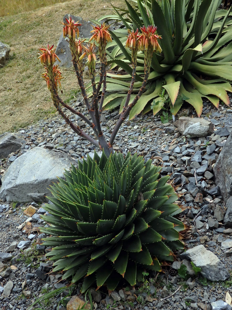 Agáve (Agave potatorum Zucc.)