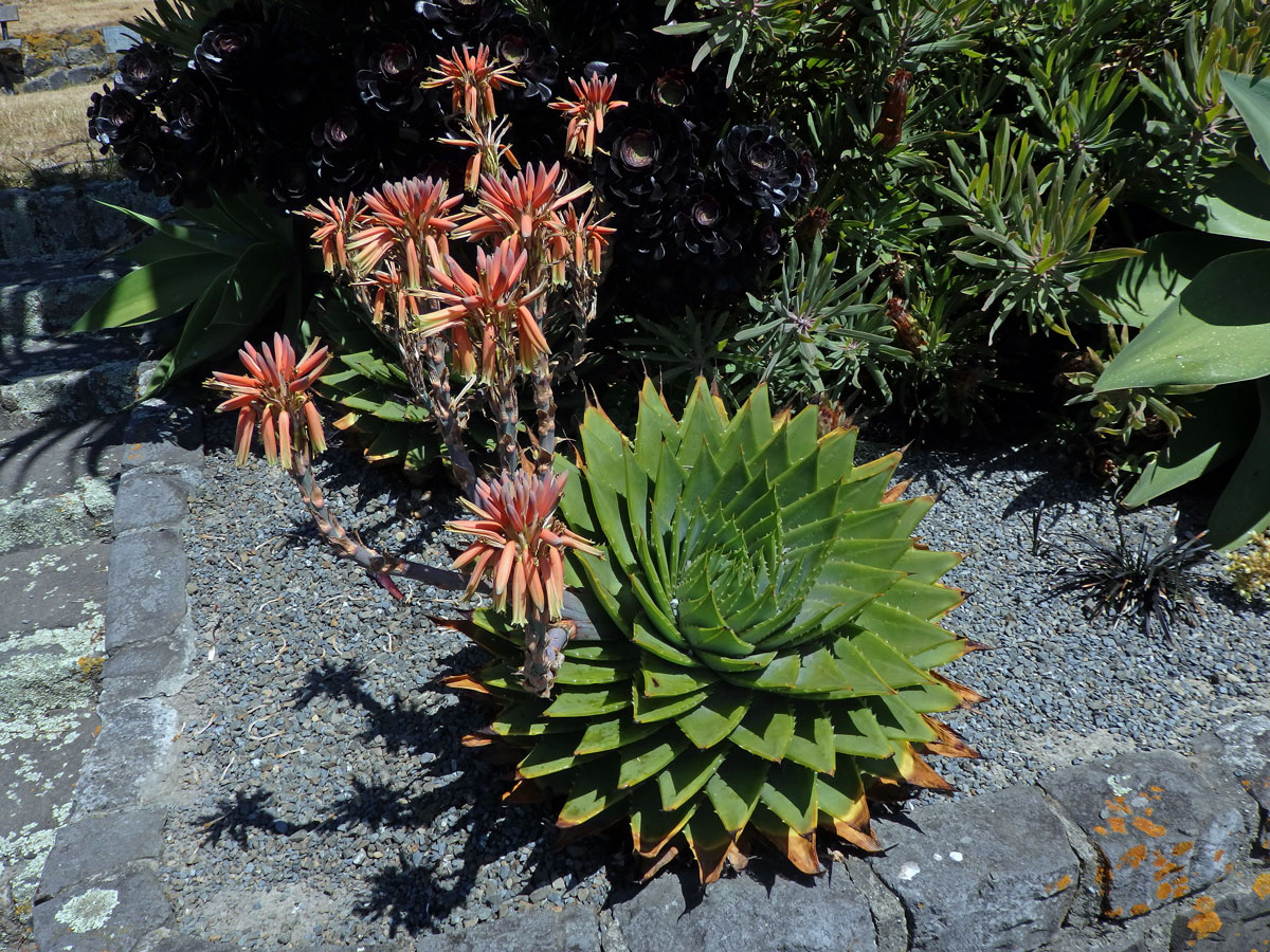 Agáve (Agave potatorum Zucc.)