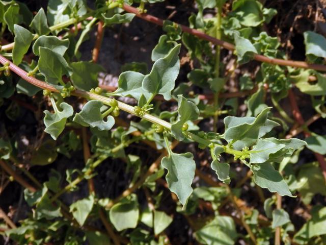 Patellifolia patellaris (Moq.) A. J. Scott, Ford-Lloyd et J. T. Williams