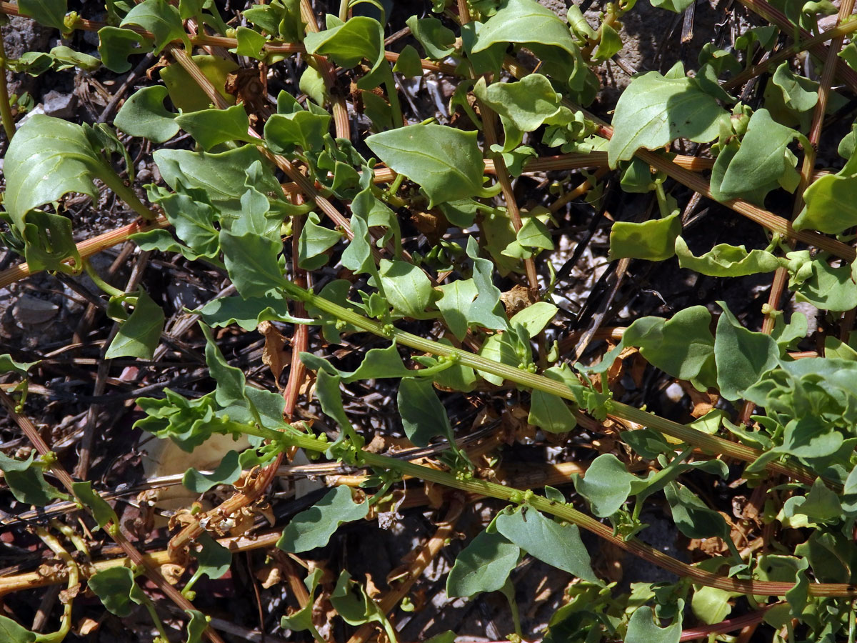 Patellifolia patellaris (Moq.) A. J. Scott, Ford-Lloyd et J. T. Williams