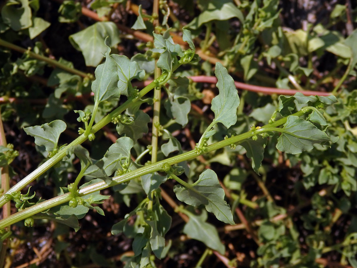 Patellifolia patellaris (Moq.) A. J. Scott, Ford-Lloyd et J. T. Williams