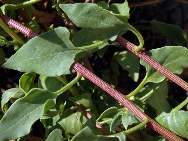 Patellifolia patellaris (Moq.) A. J. Scott, Ford-Lloyd et J. T. Williams