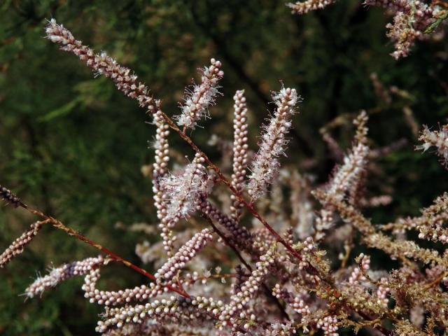 Tamaryšek kanárský (Tamaris canariensis Willd.)