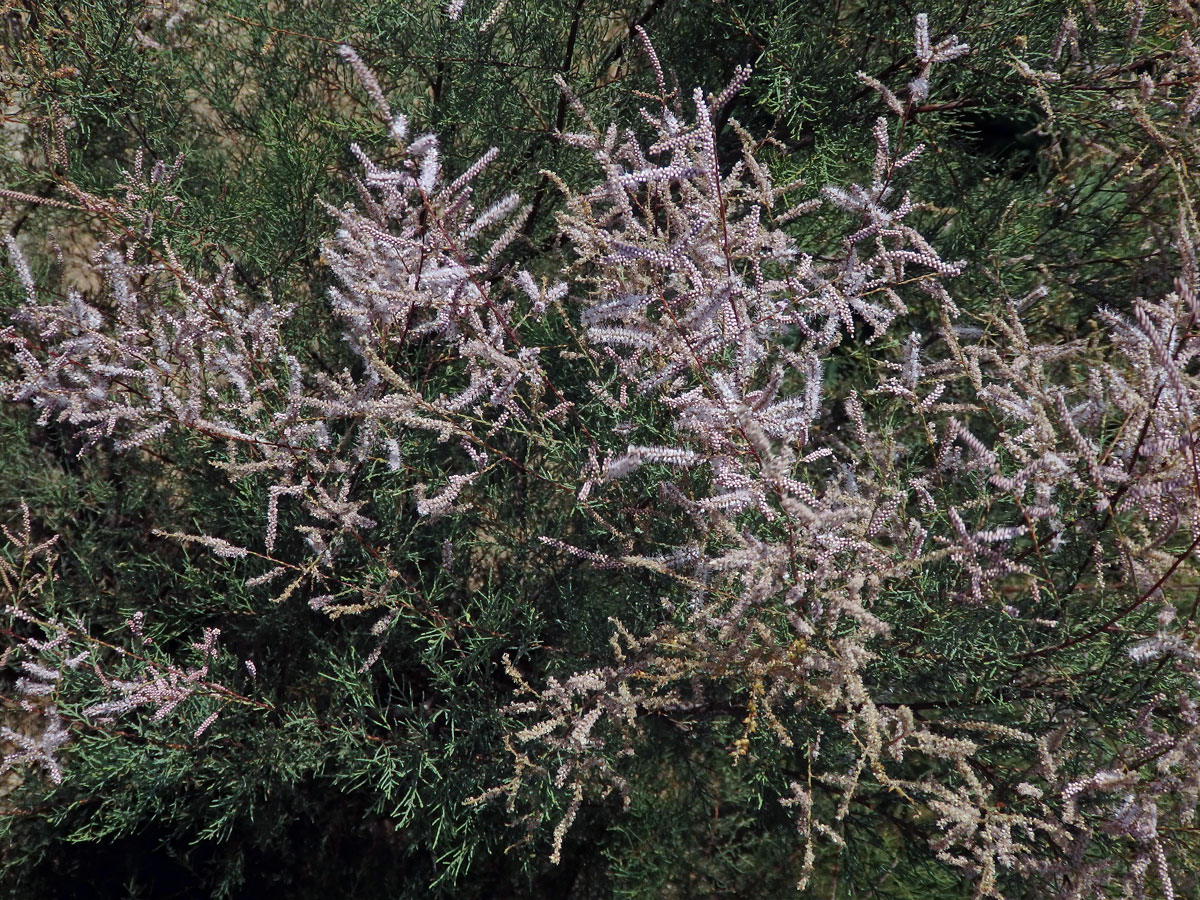 Tamaryšek kanárský (Tamaris canariensis Willd.)