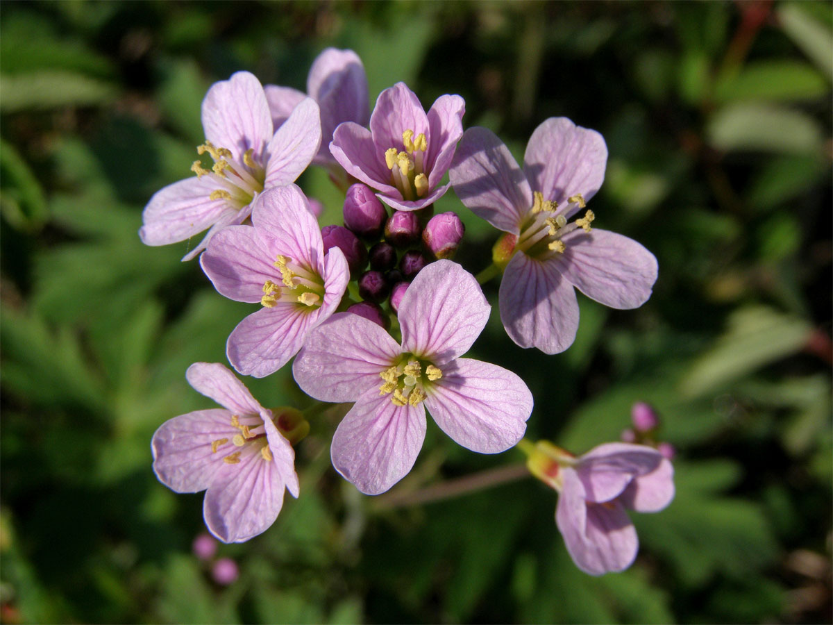 Řeřišnice luční (Cardamine pratensis L.)