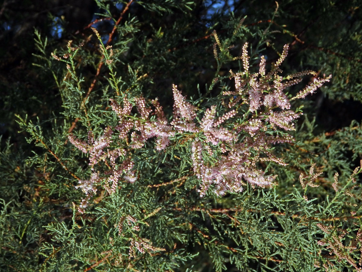 Tamaryšek kanárský (Tamaris canariensis Willd.)