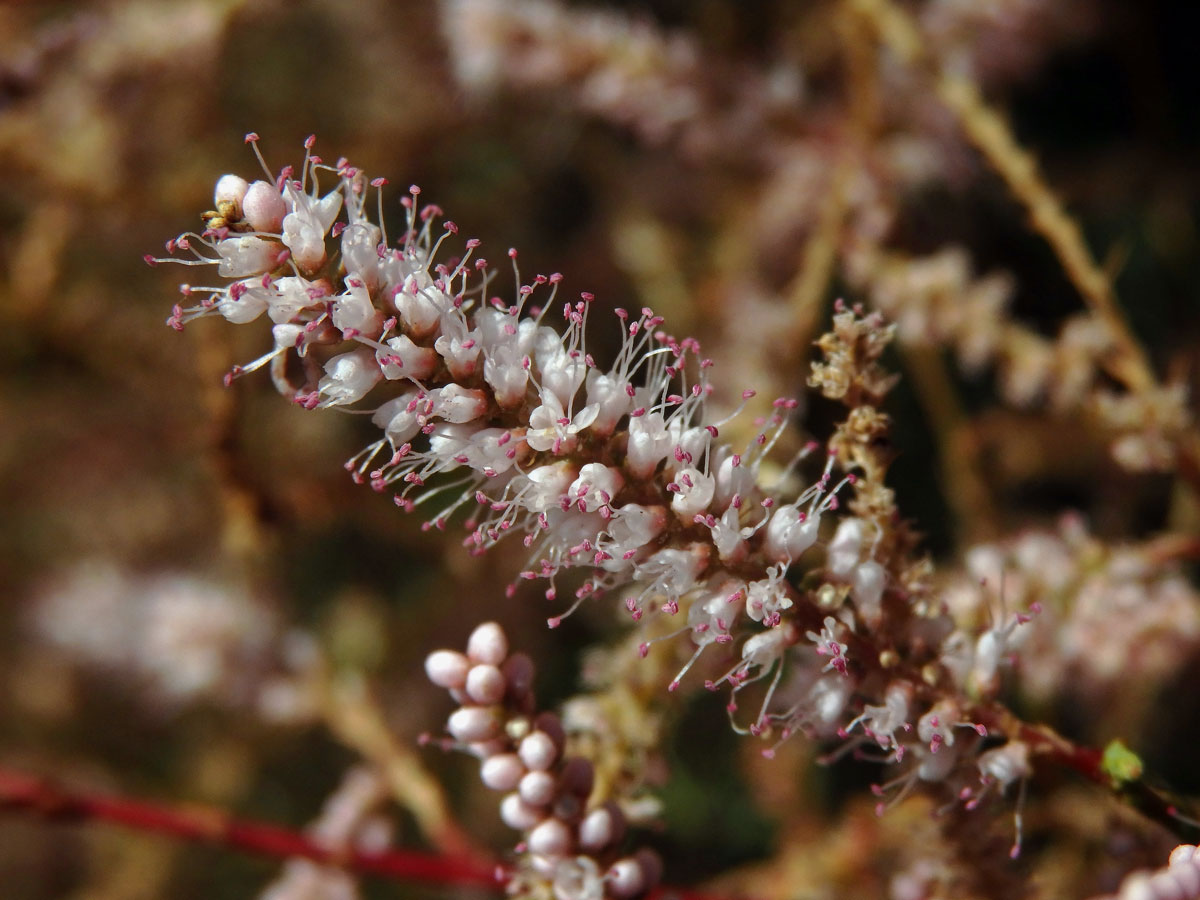 Tamaryšek kanárský (Tamaris canariensis Willd.)