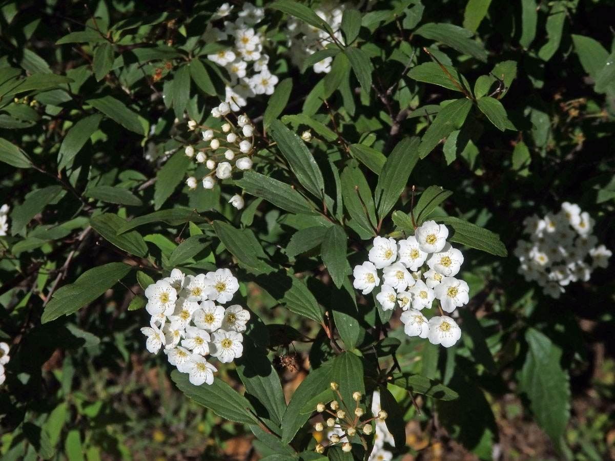 Tavolník (Spiraea cantoniensis Lour.)