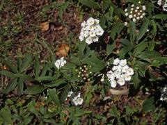 Tavolník (Spiraea cantoniensis Lour.)