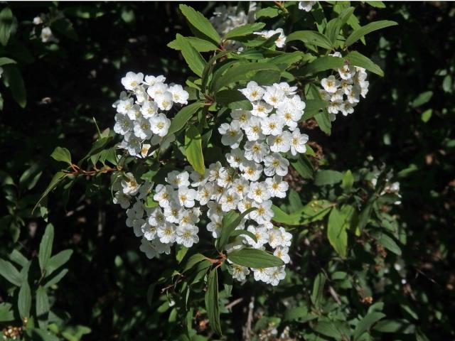 Tavolník (Spiraea cantoniensis Lour.)