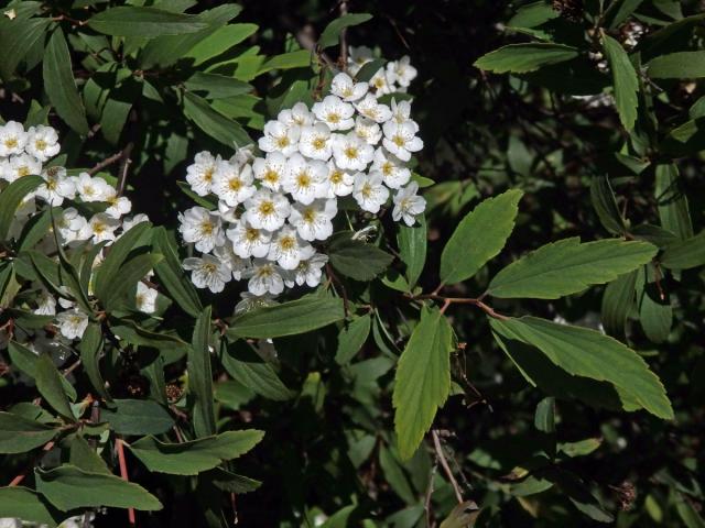 Tavolník (Spiraea cantoniensis Lour.)