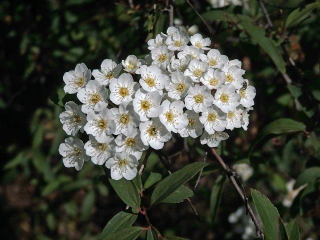 Tavolník (Spiraea cantoniensis Lour.)