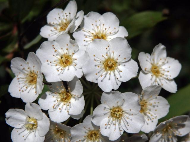 Tavolník (Spiraea cantoniensis Lour.)