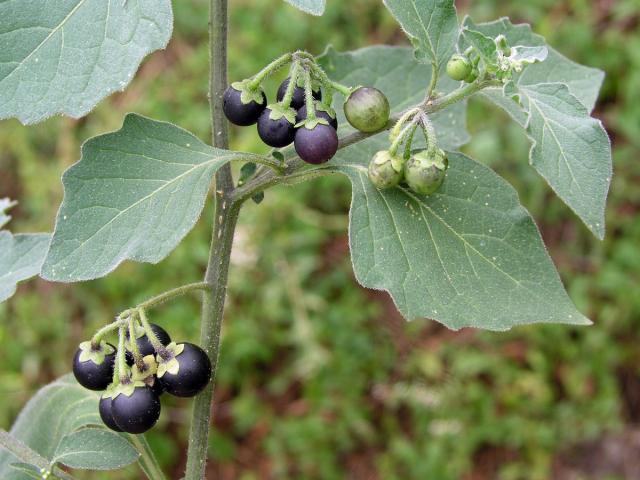 Lilek černý (Solanum nigrum L.)