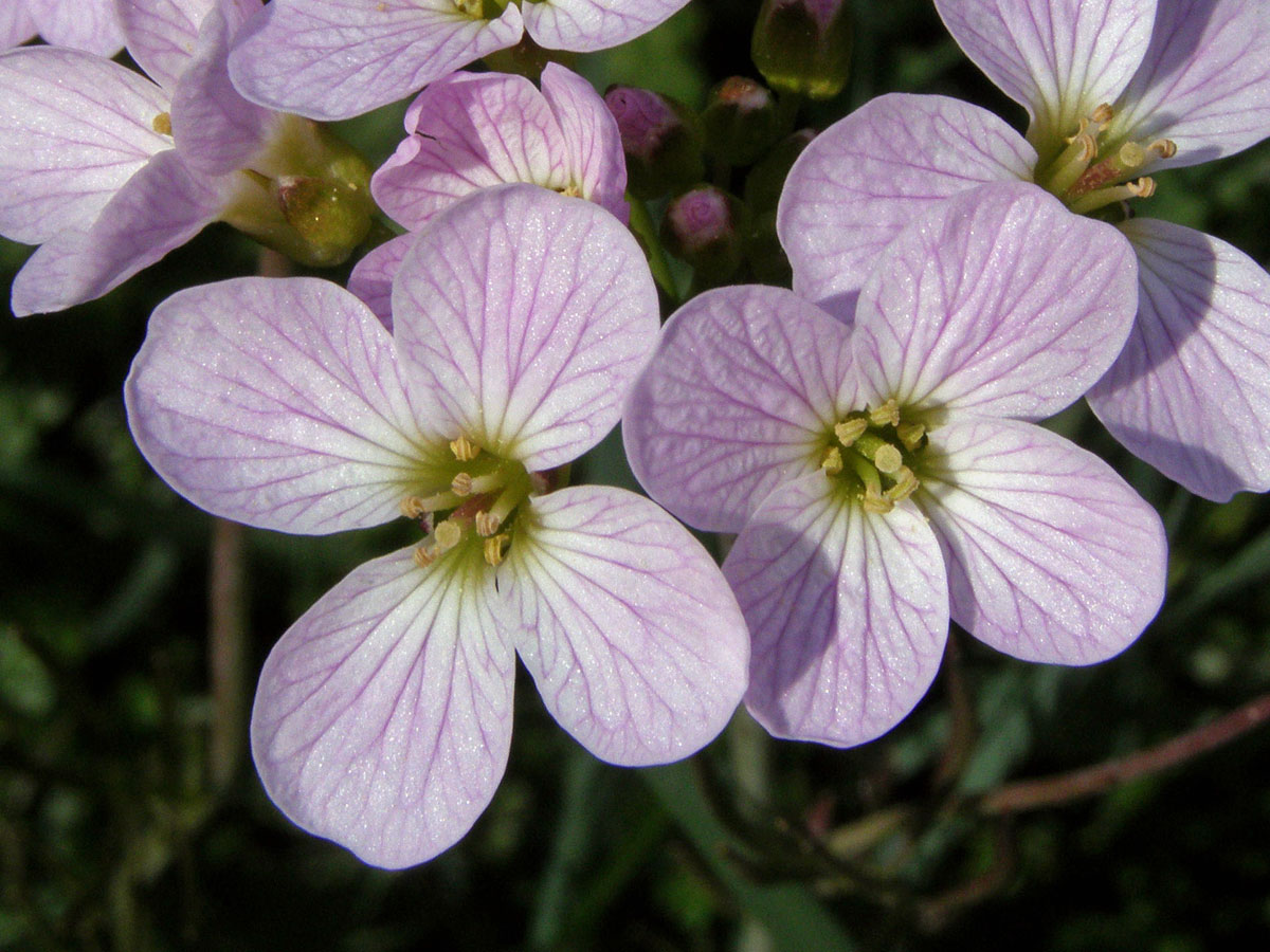 Řeřišnice luční (Cardamine pratensis L.)