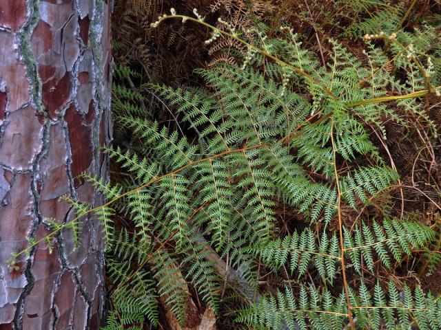 Hasivka (Pteridium esculentum (G. Forst.) Cockayne)