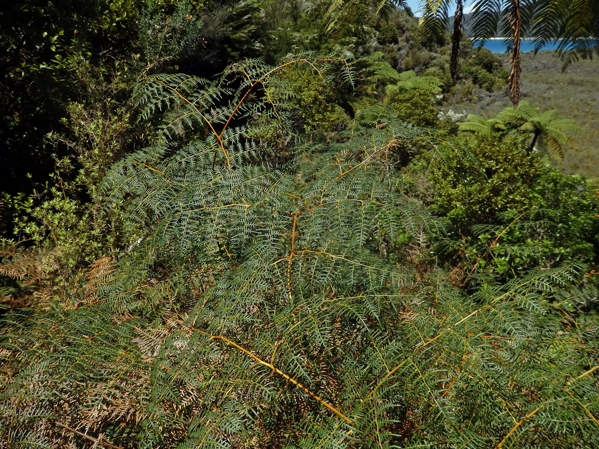 Hasivka (Pteridium esculentum (G. Forst.) Cockayne)