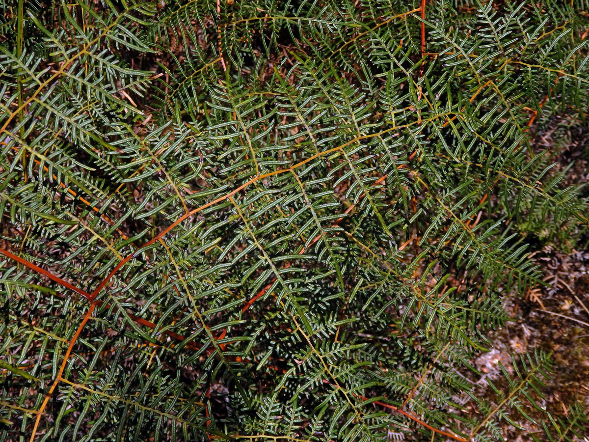 Hasivka (Pteridium esculentum (G. Forst.) Cockayne)