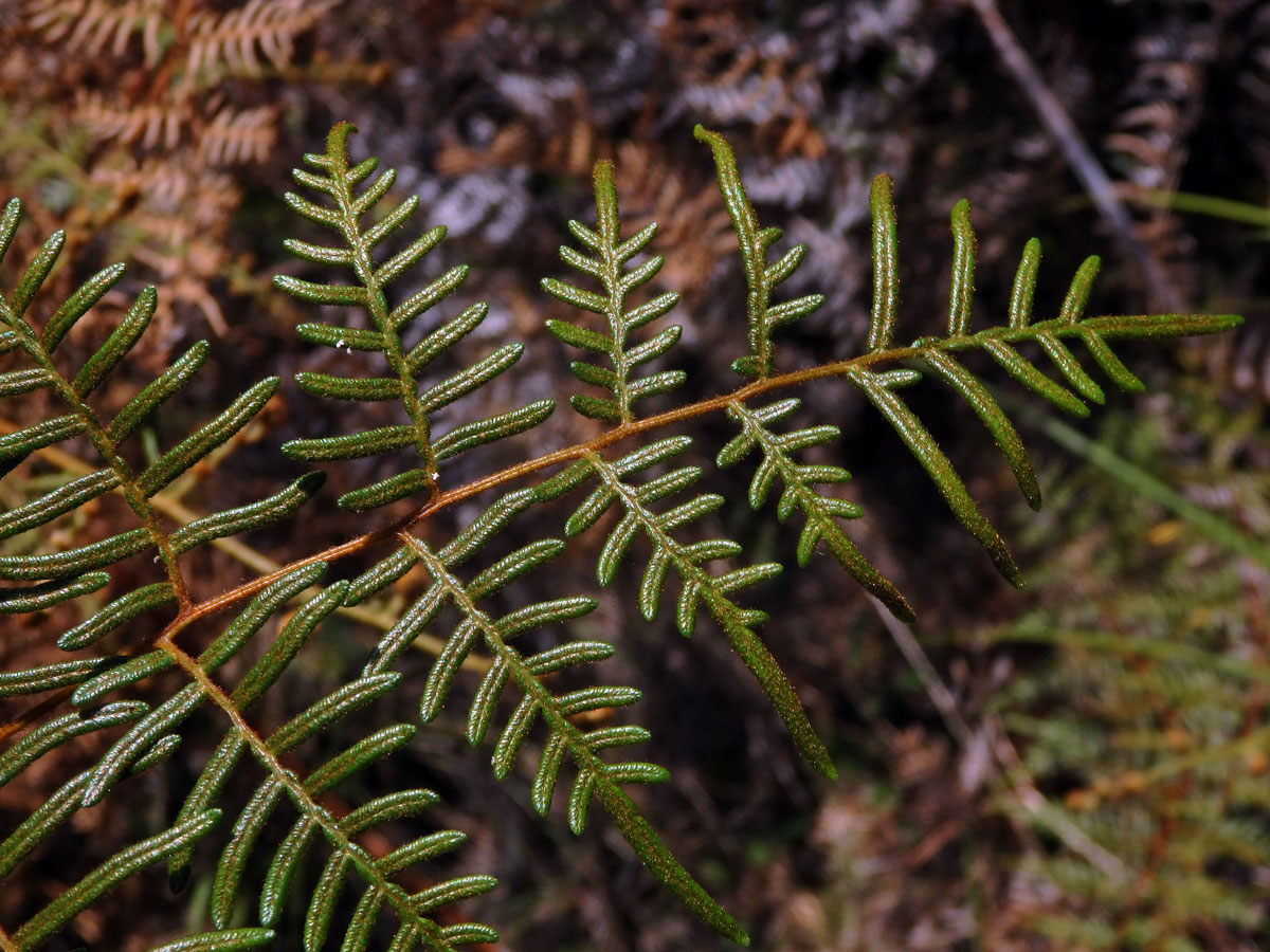 Hasivka (Pteridium esculentum (G. Forst.) Cockayne)