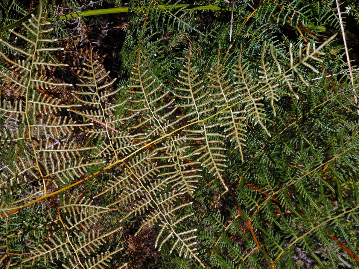 Hasivka (Pteridium esculentum (G. Forst.) Cockayne)