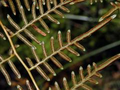 Hasivka (Pteridium esculentum (G. Forst.) Cockayne)