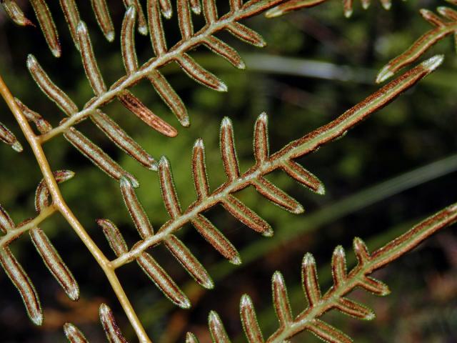 Hasivka (Pteridium esculentum (G. Forst.) Cockayne)