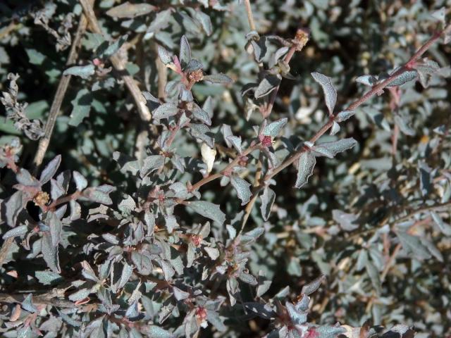 Lebeda (Atriplex semibaccata R. Br.)