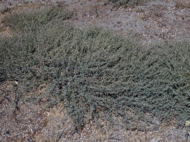 Lebeda (Atriplex semibaccata R. Br.)