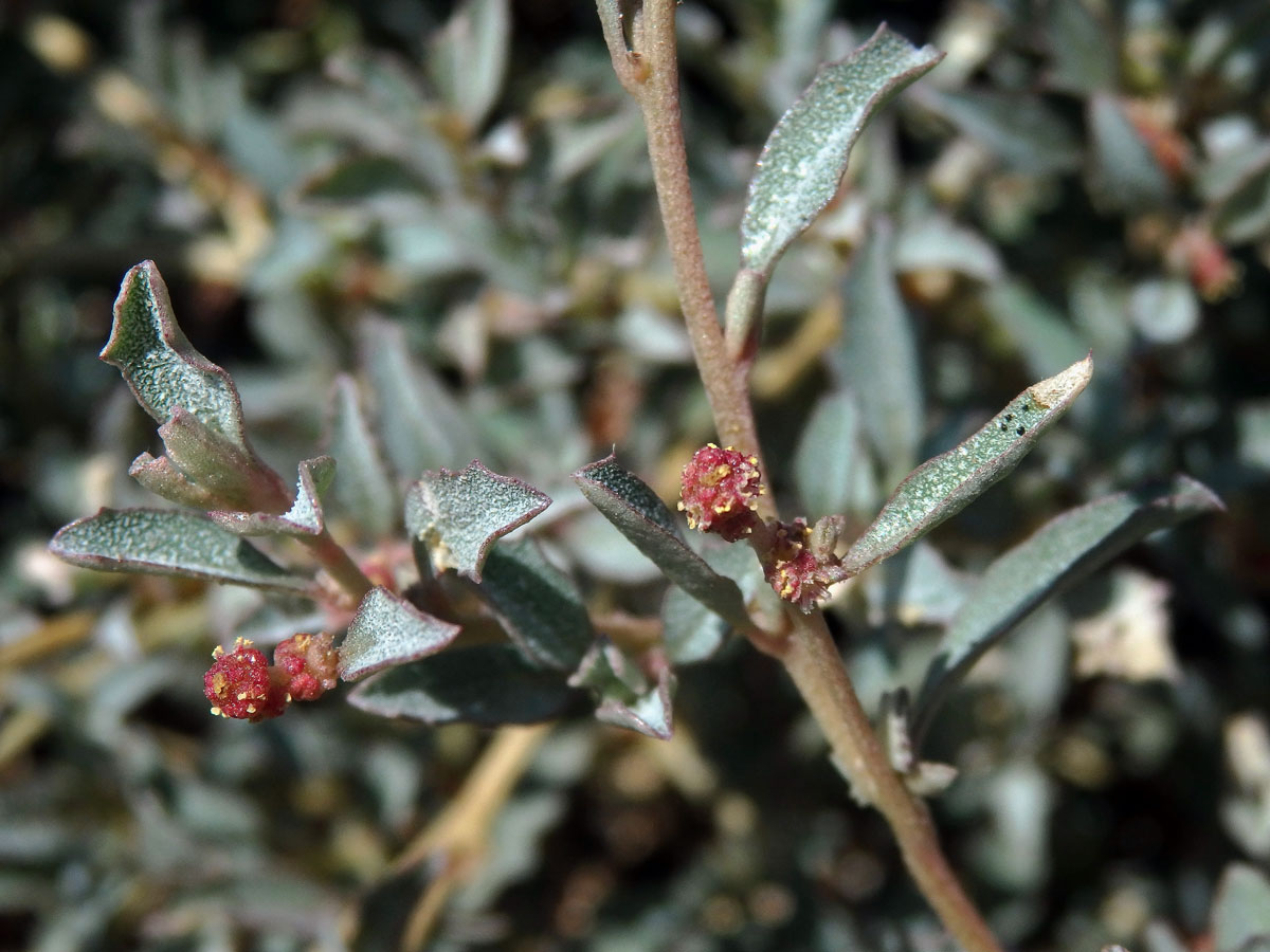 Lebeda (Atriplex semibaccata R. Br.)