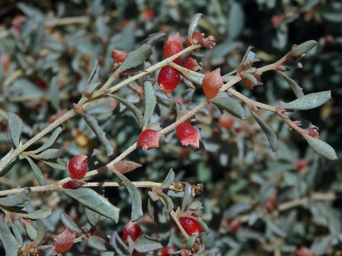 Lebeda (Atriplex semibaccata R. Br.)