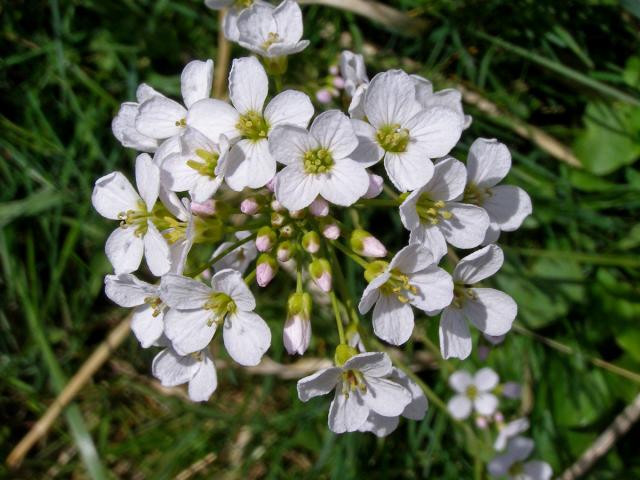 Řeřišnice luční (Cardamine pratensis L.)