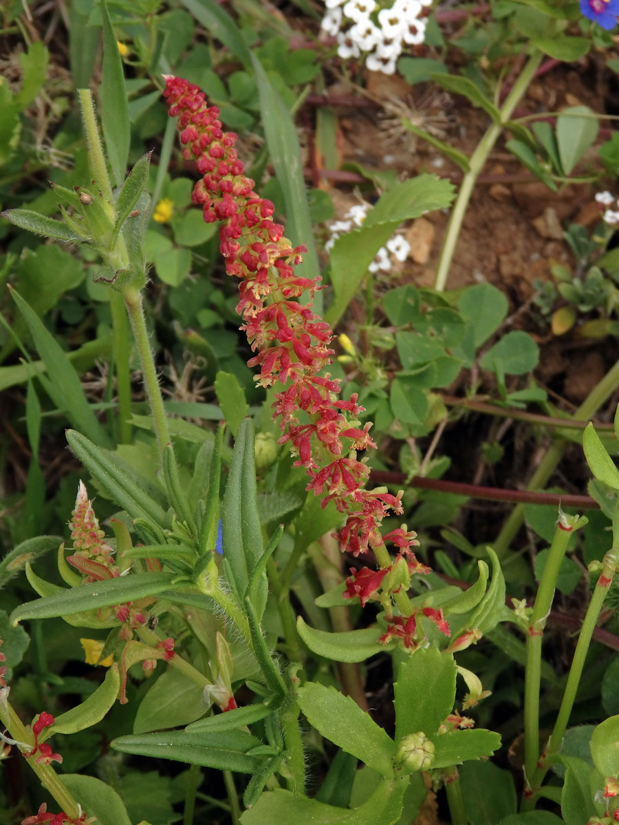 Šťovík volská hlava (Rumex bucephalophorus L.)