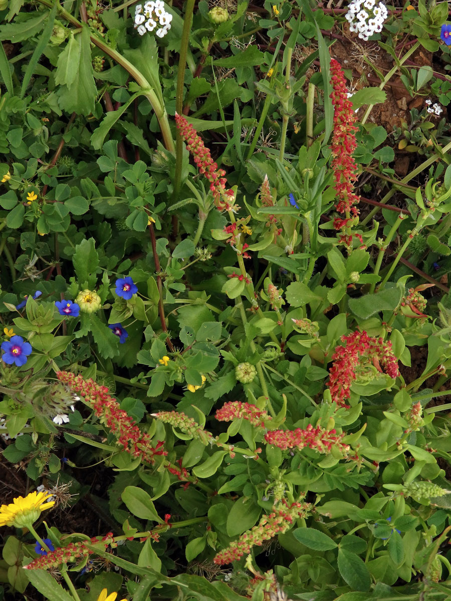 Šťovík volská hlava (Rumex bucephalophorus L.)