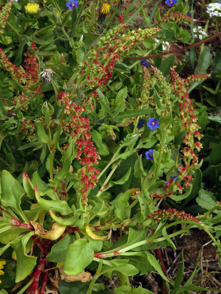 Šťovík volská hlava (Rumex bucephalophorus L.)