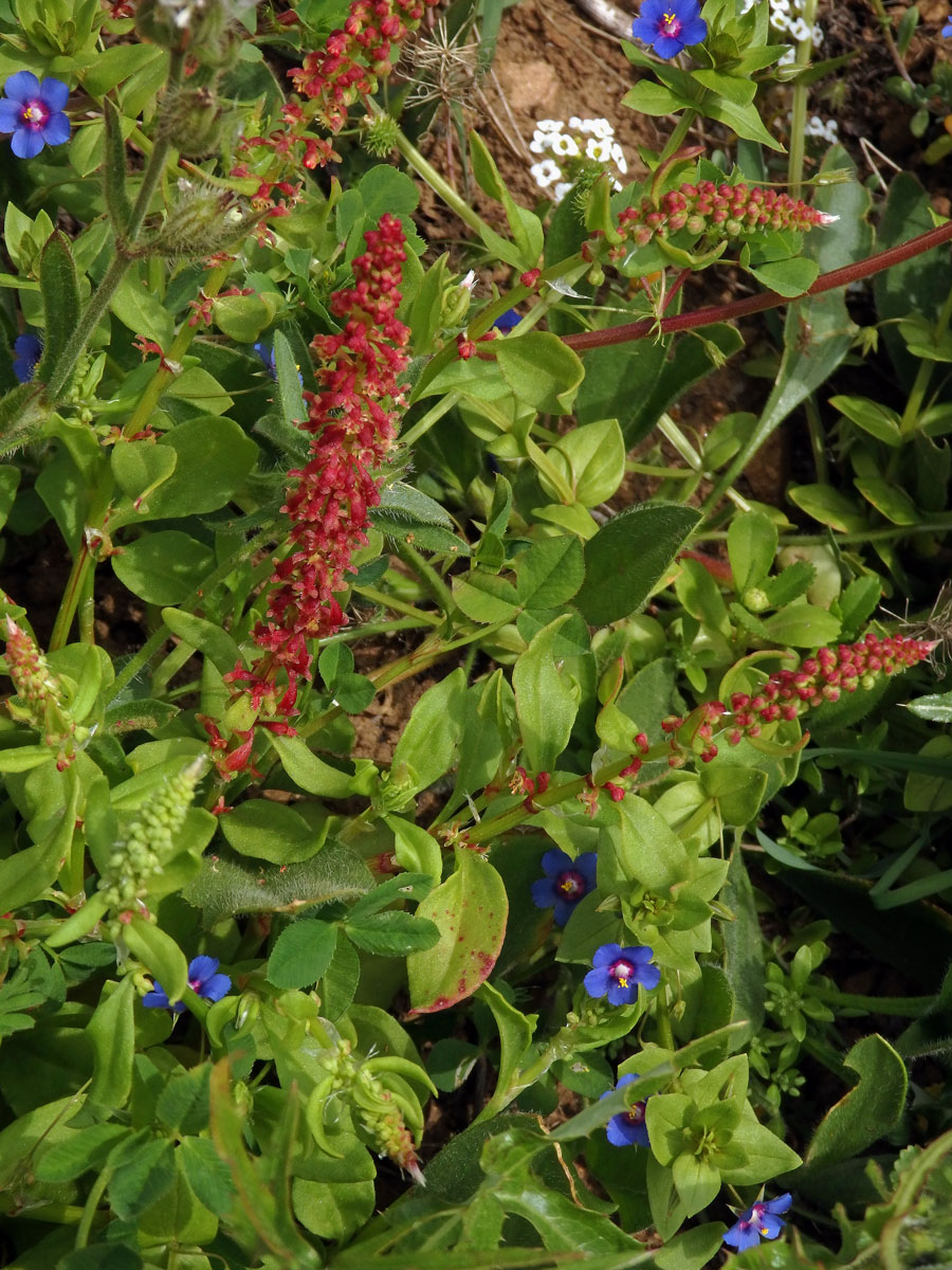 Šťovík volská hlava (Rumex bucephalophorus L.)