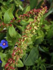 Šťovík volská hlava (Rumex bucephalophorus L.)