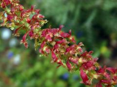 Šťovík volská hlava (Rumex bucephalophorus L.)