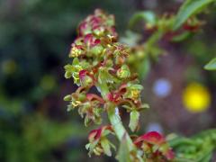 Šťovík volská hlava (Rumex bucephalophorus L.)