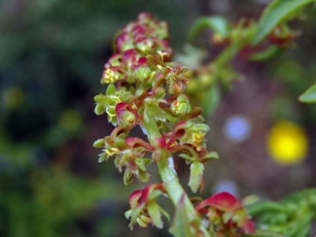 Šťovík volská hlava (Rumex bucephalophorus L.)