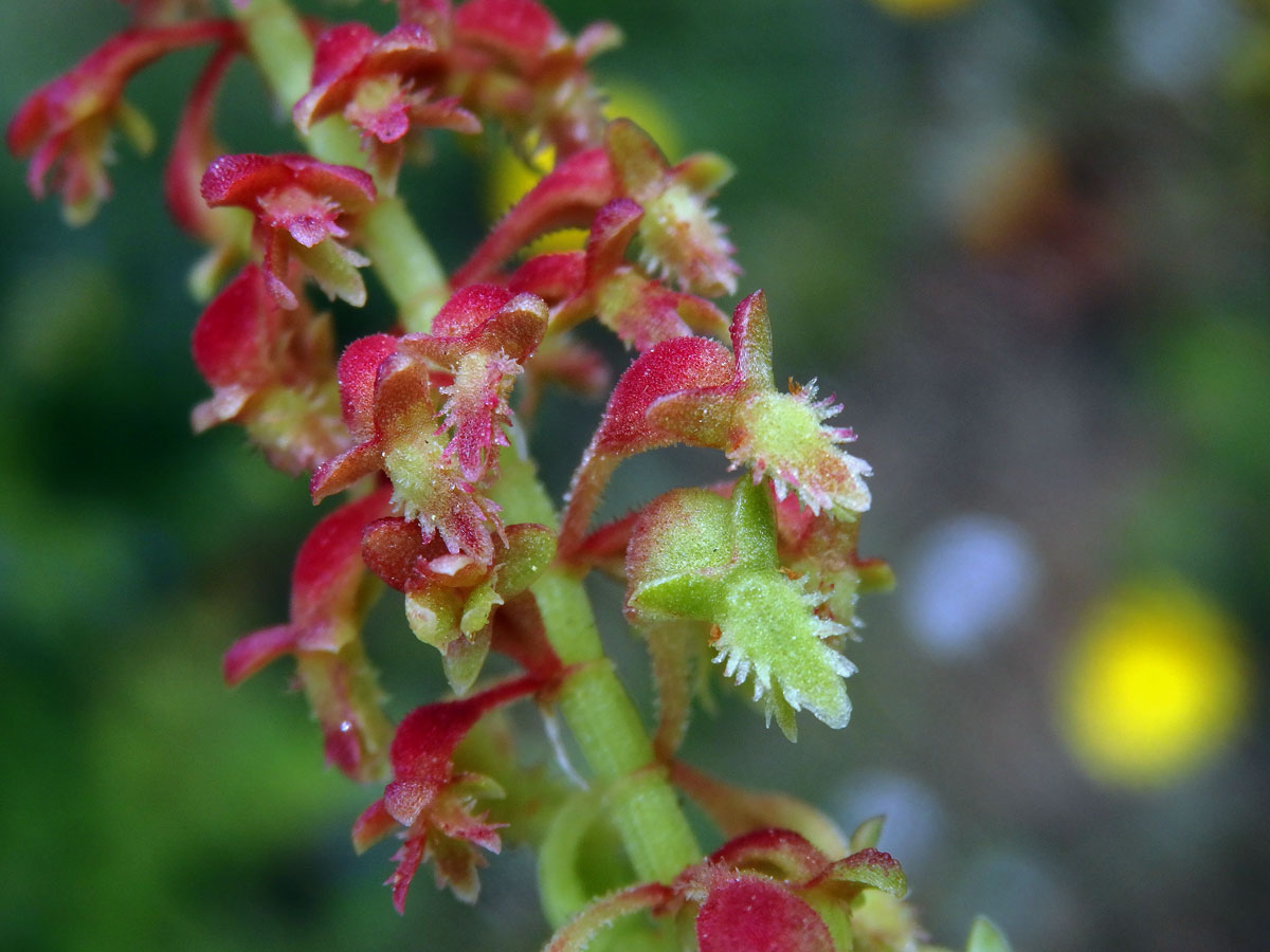 Šťovík volská hlava (Rumex bucephalophorus L.)