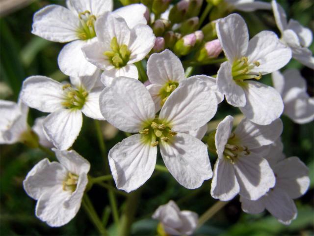 Řeřišnice luční (Cardamine pratensis L.)