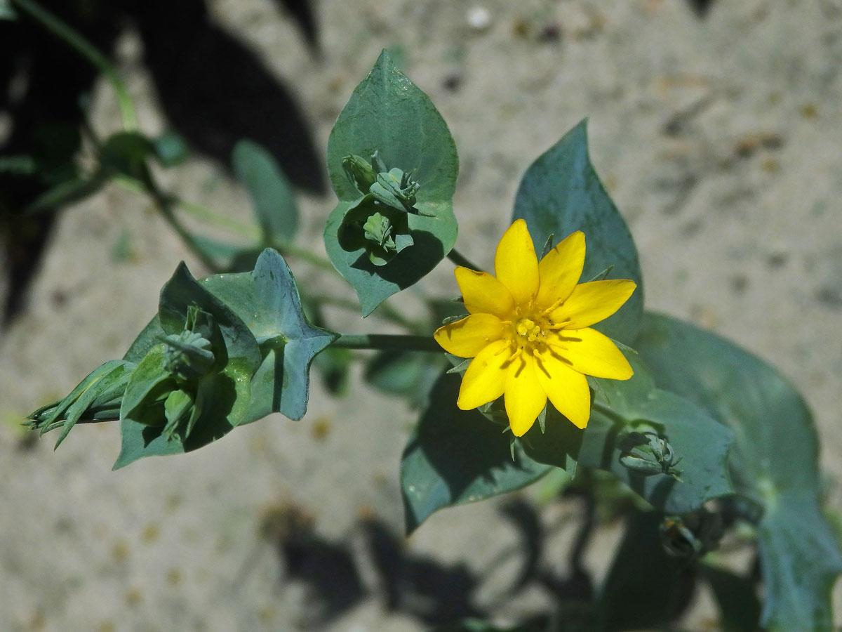 Žlutnice prorostlá (Blackstonia perfoliata L. Hudson)