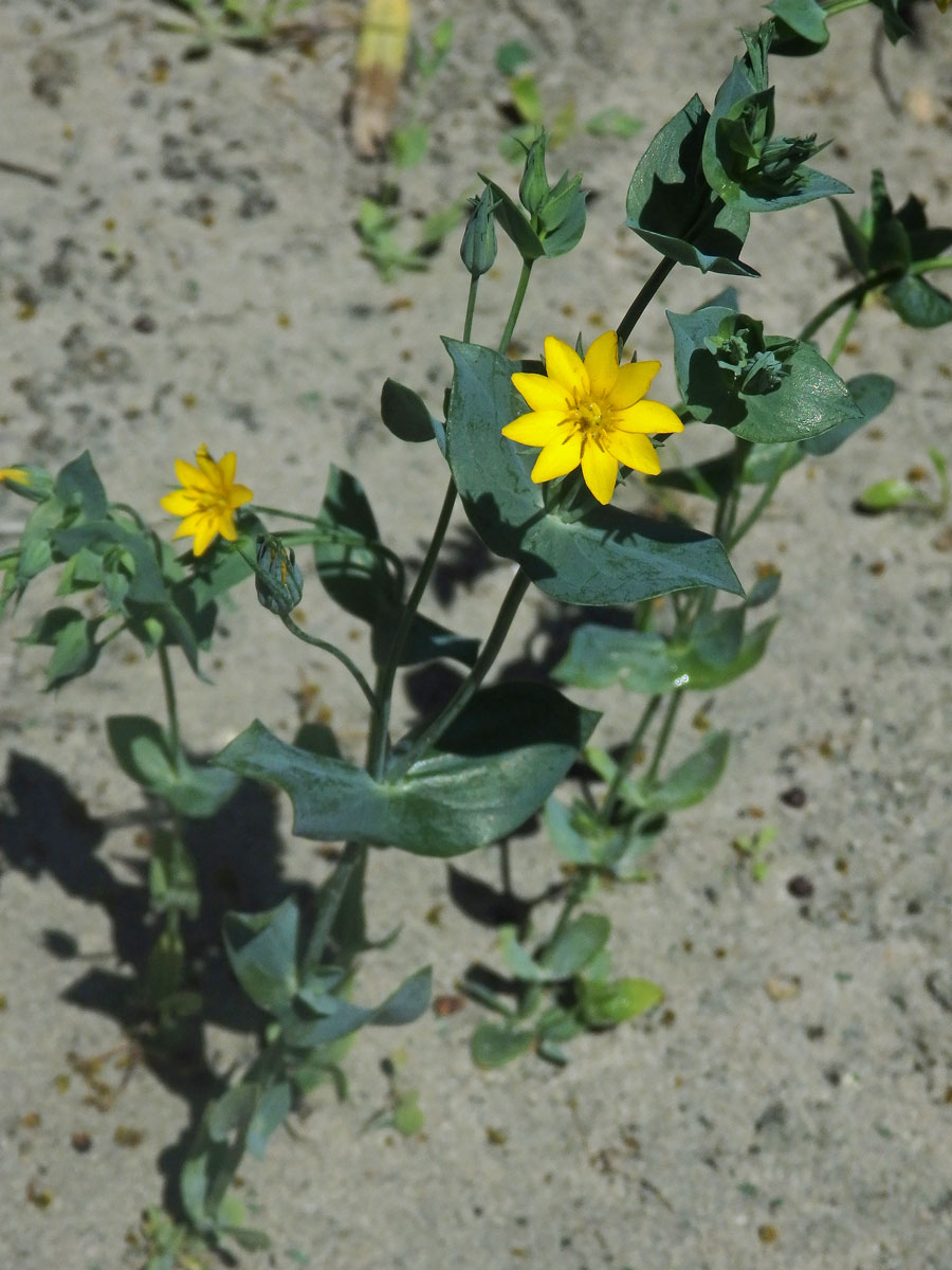 Žlutnice prorostlá (Blackstonia perfoliata L. Hudson)