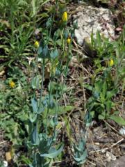 Žlutnice prorostlá (Blackstonia perfoliata L. Hudson)