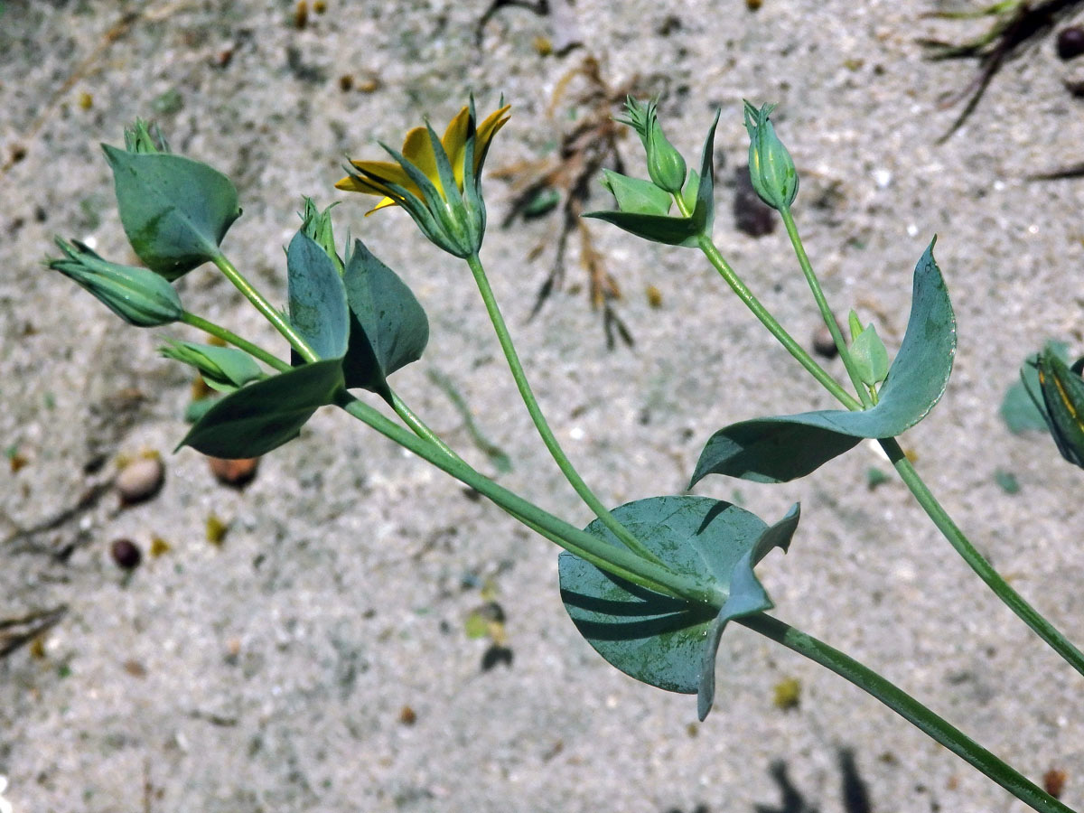 Žlutnice prorostlá (Blackstonia perfoliata L. Hudson)